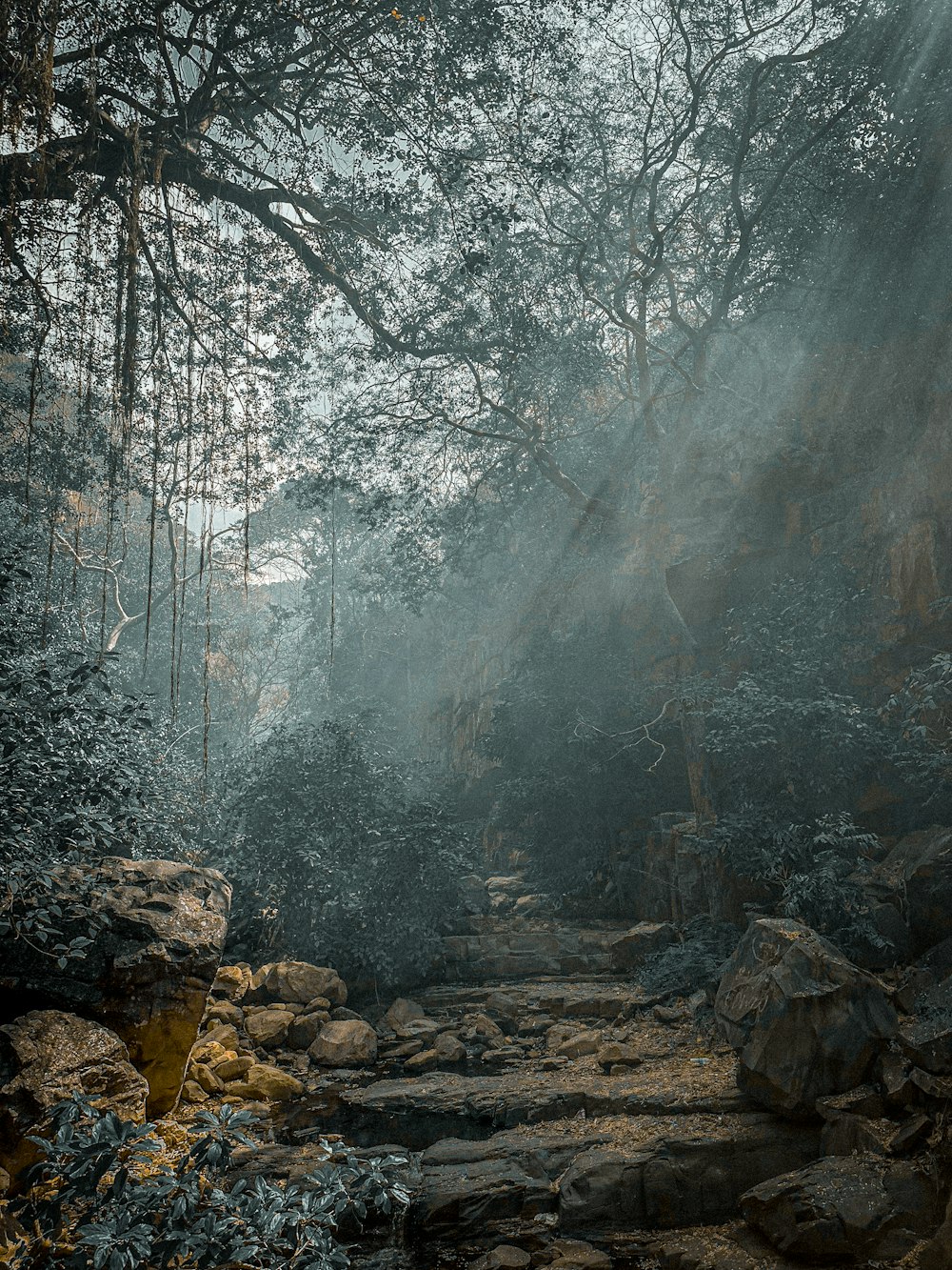 a forest filled with lots of trees and rocks