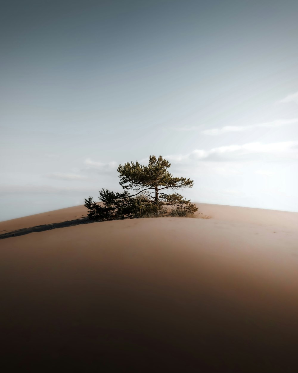 a lone tree sitting on top of a sandy hill