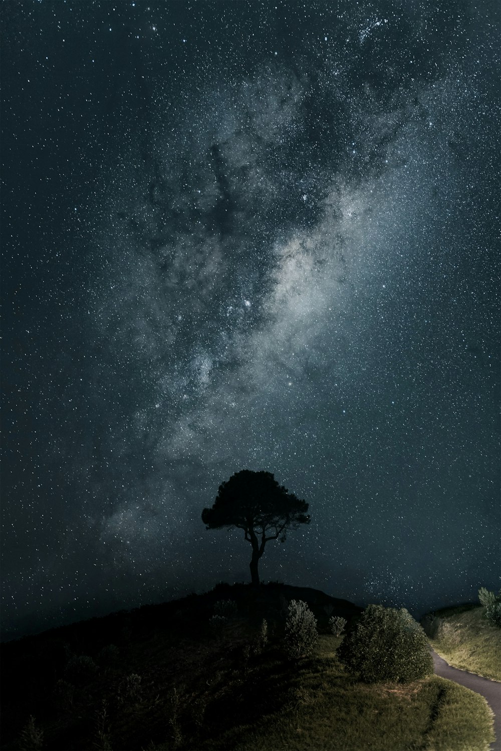 a lone tree on a hill under a night sky