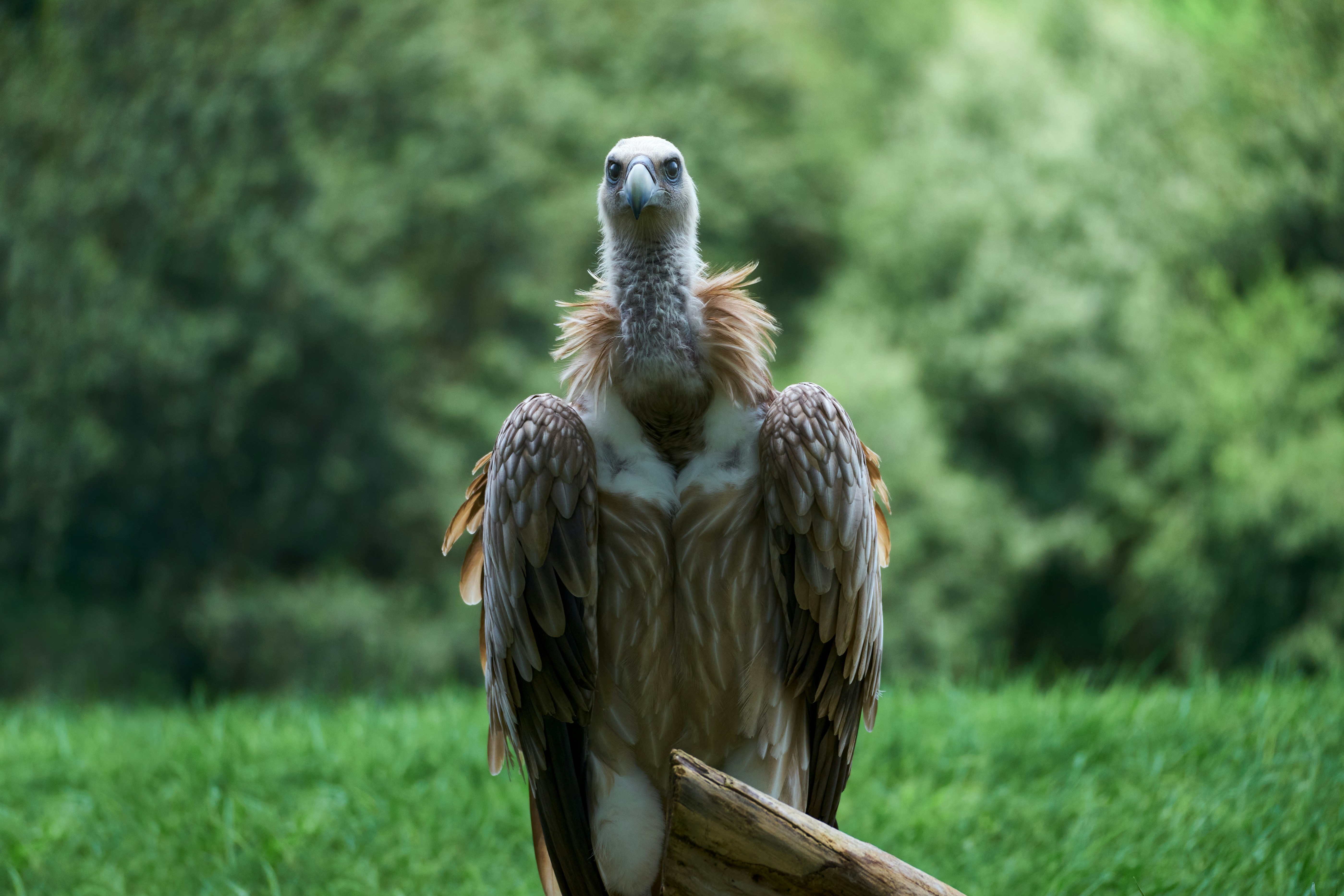 ein großer Vogel, der auf einem Holzast sitzt