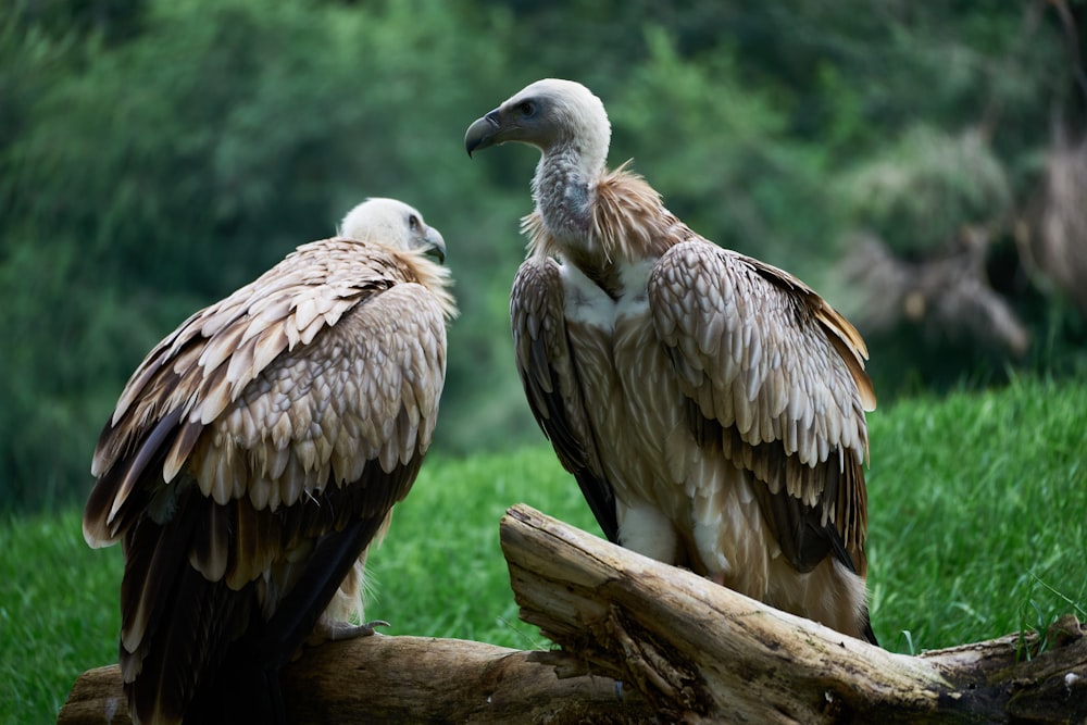 two large birds sitting on top of a tree branch