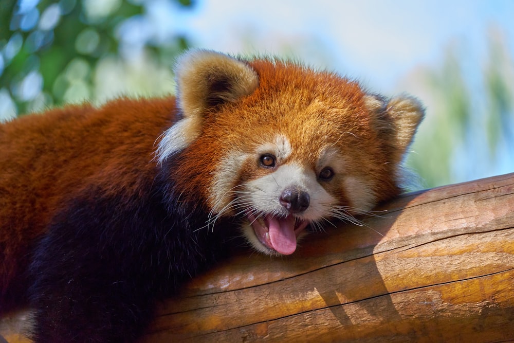 a red panda bear laying on top of a tree branch