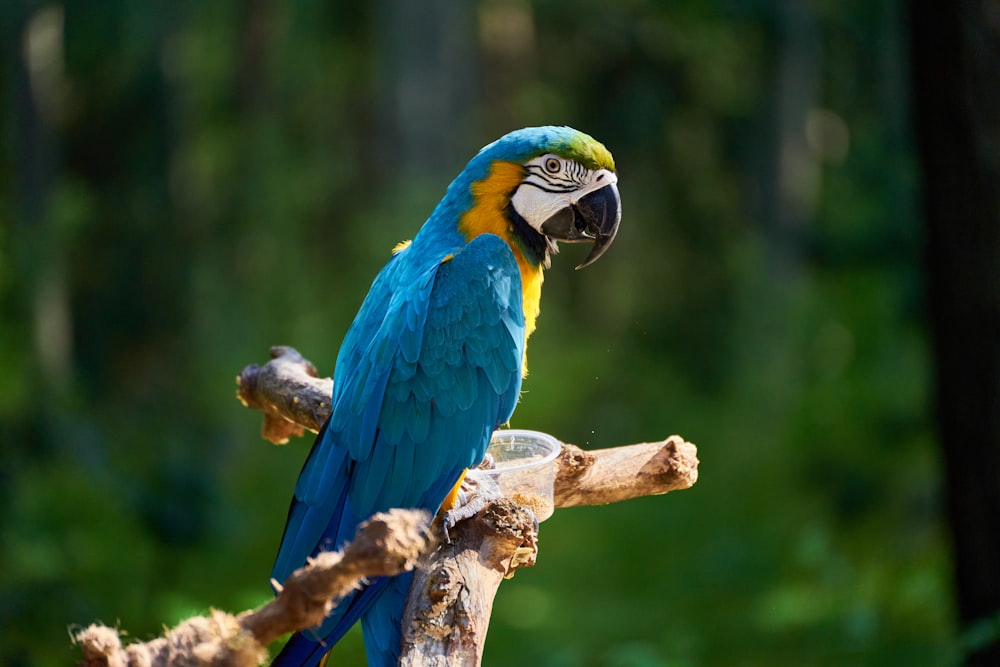 a blue and yellow parrot perched on a tree branch