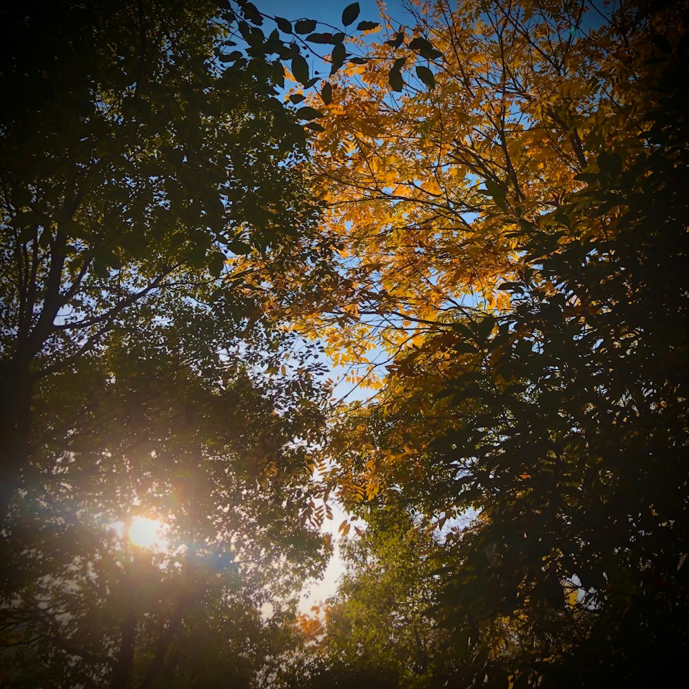 the sun shines through the leaves of trees