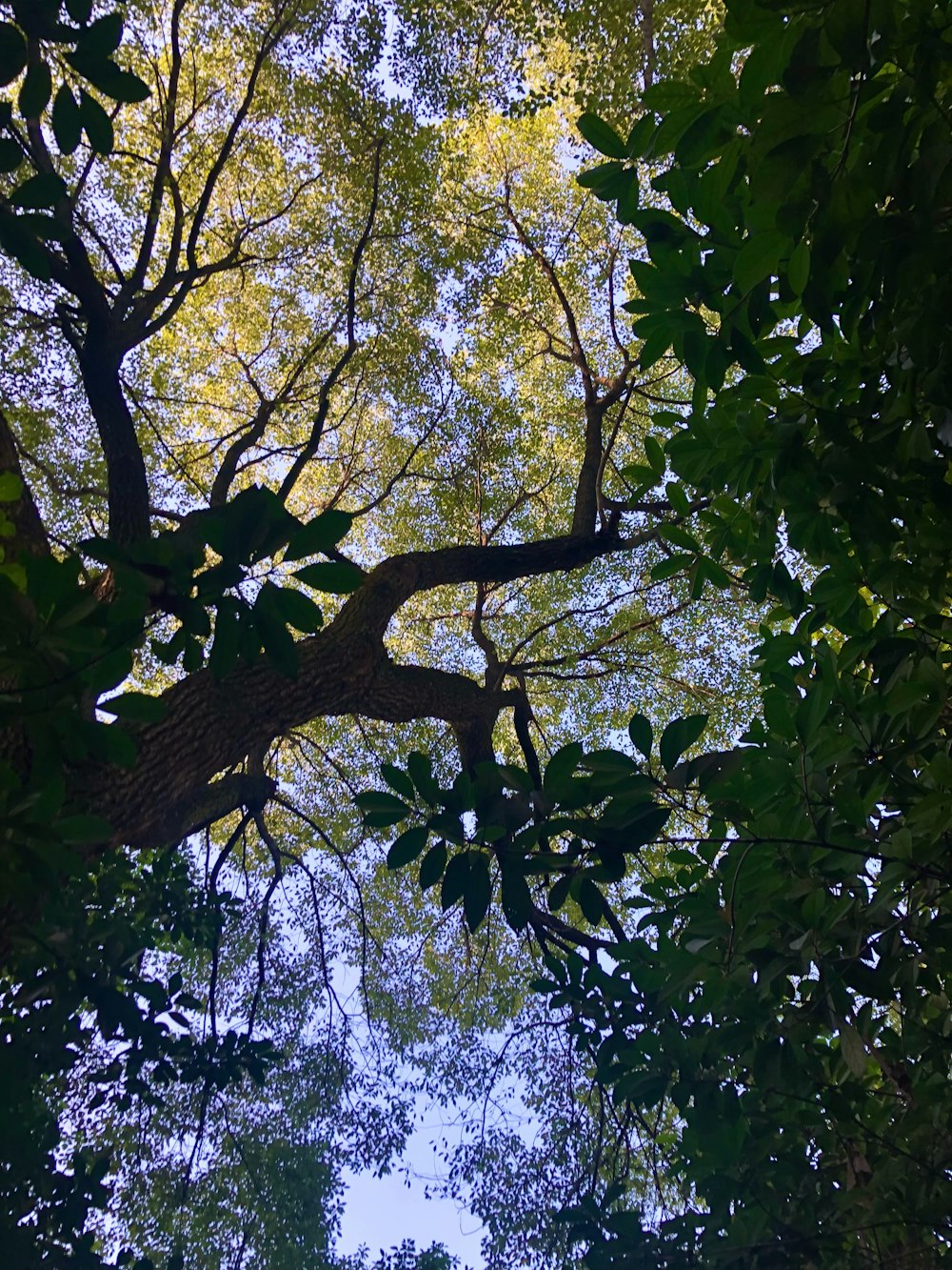 looking up into the canopy of a tree