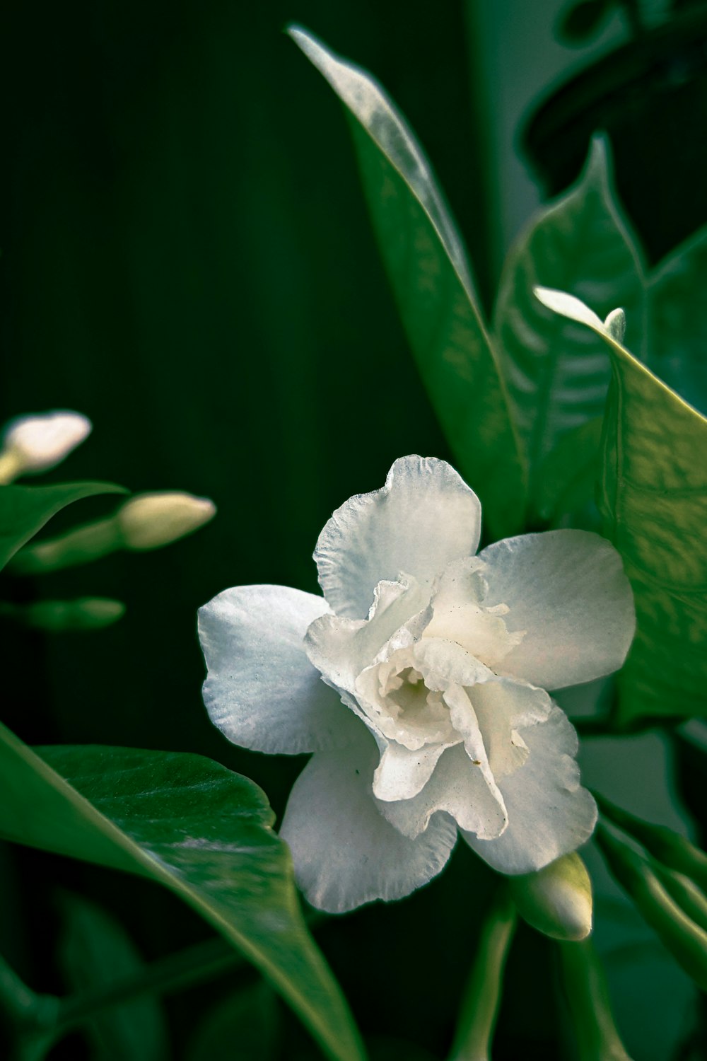 a white flower with green leaves in the background