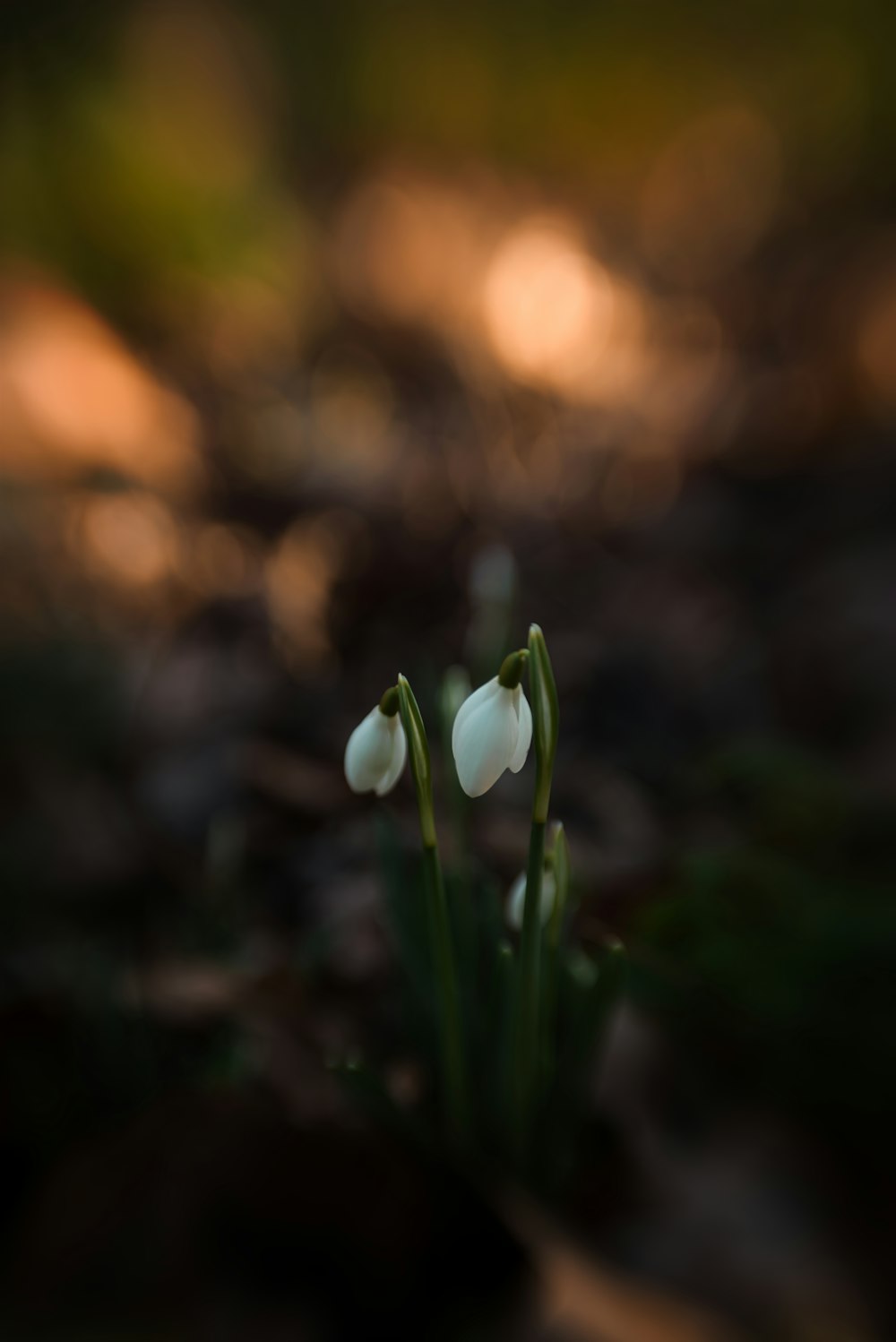 a couple of white flowers sitting on top of a forest floor