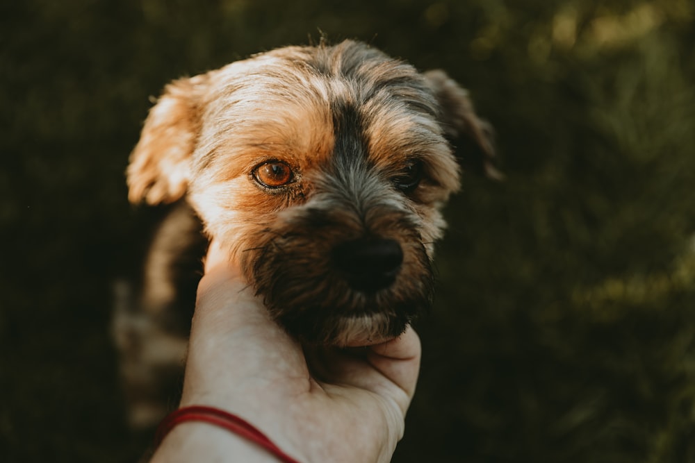 a person holding a small dog in their hand