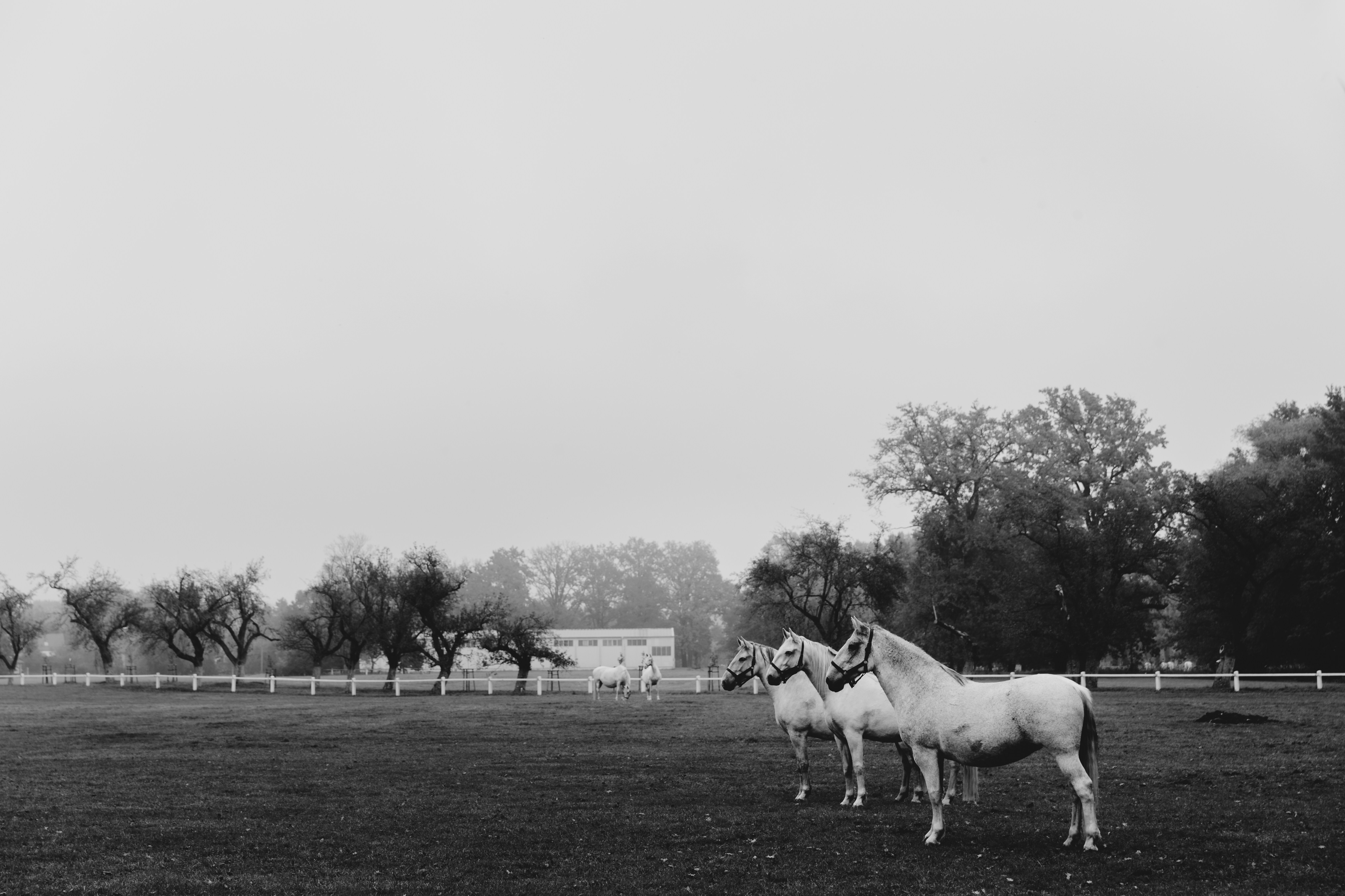 a couple of horses standing on top of a lush green field