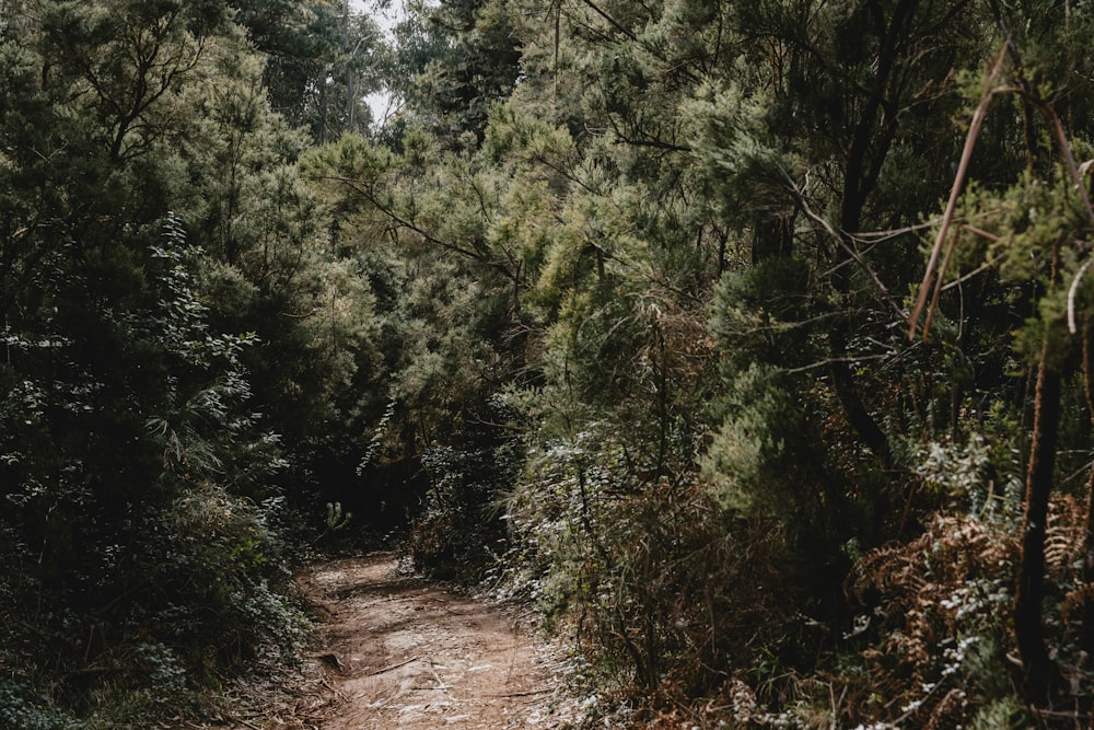 a dirt path in the middle of a forest