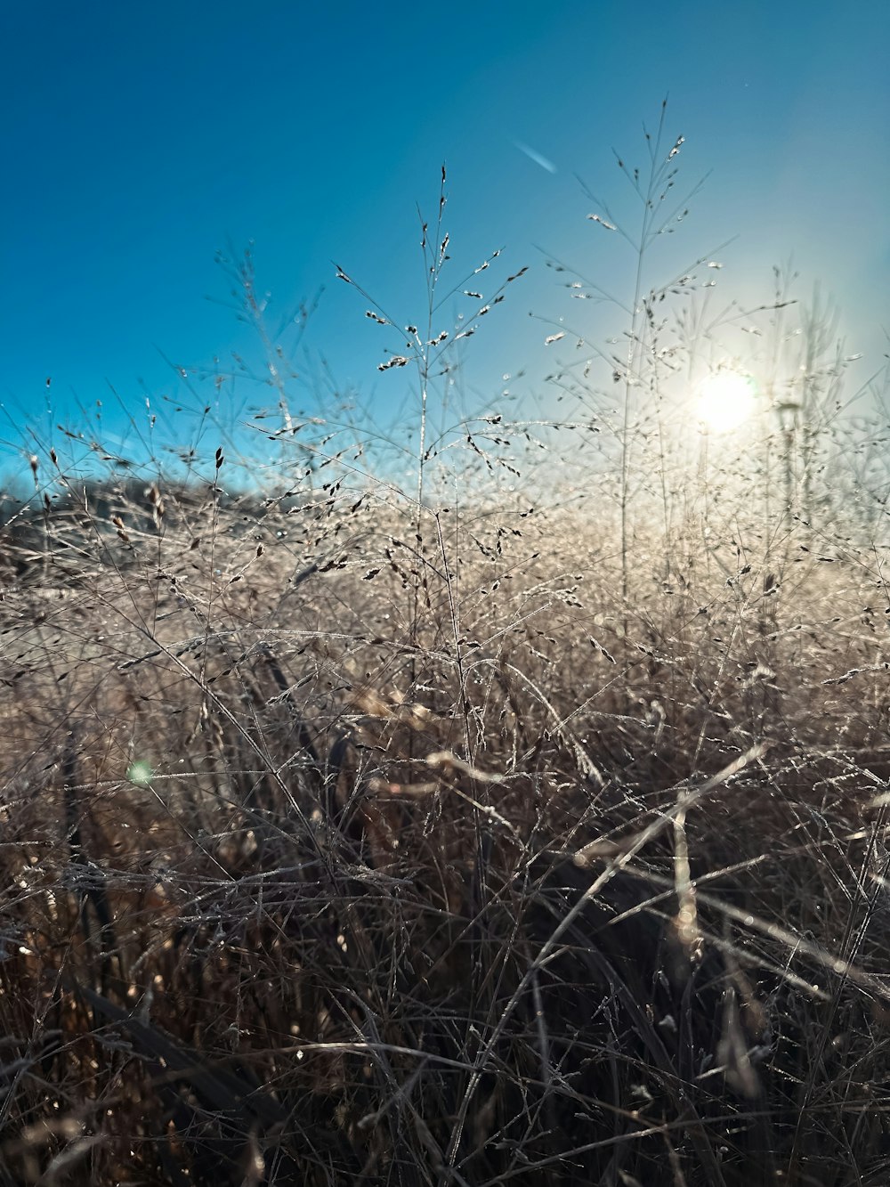 the sun shines brightly through the frosty grass