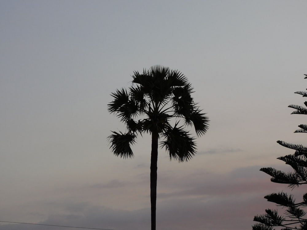 a palm tree is silhouetted against a cloudy sky
