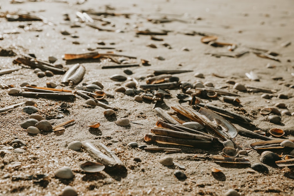 a bunch of sand and shells on the beach