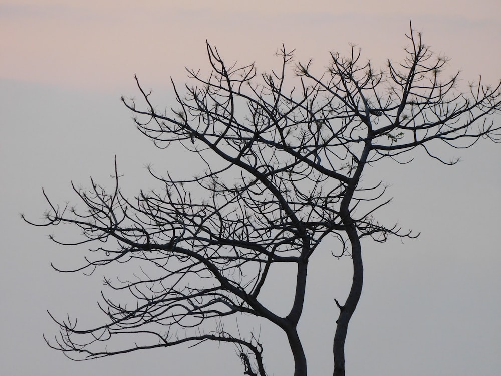 a tree with no leaves in front of a gray sky