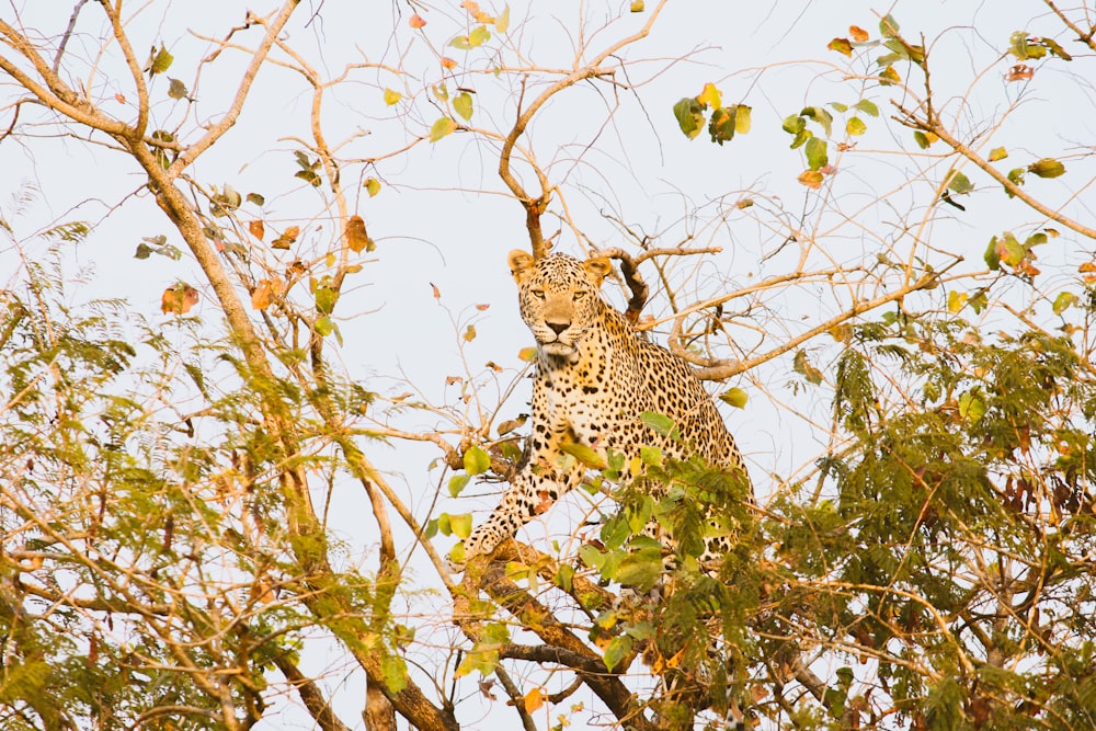 Ein Leopard sitzt in einem Baum und schaut in die Kamera