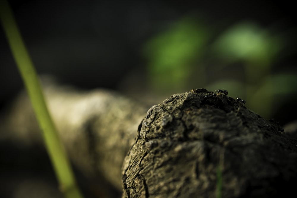 a close up of a piece of wood with a plant in the background