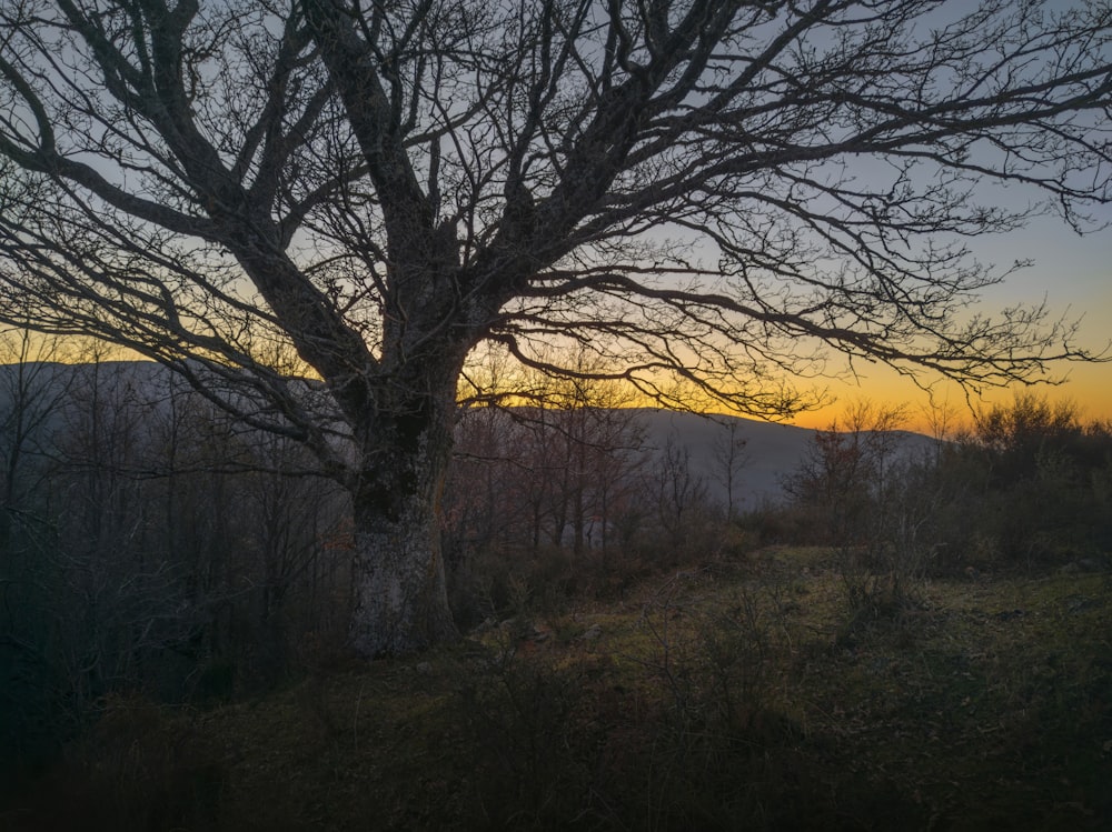 a tree in the middle of a field with a sunset in the background