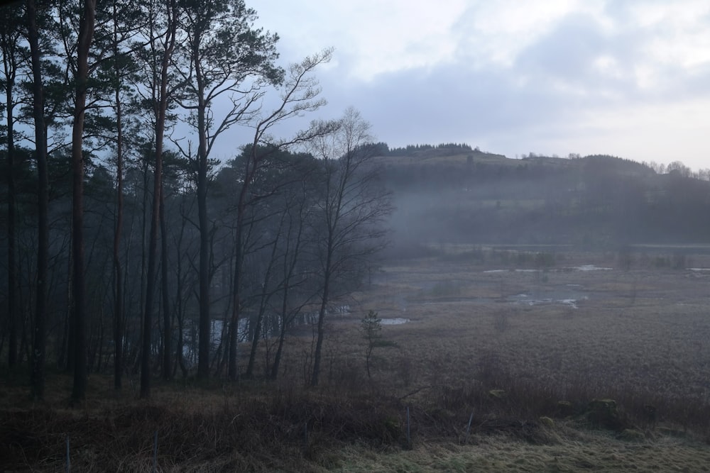 a foggy field with trees in the foreground