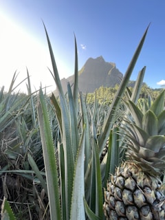 a pineapple and a pineapple plant in a field