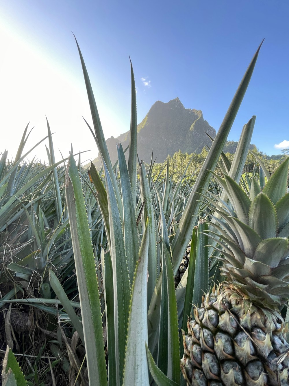 a pineapple and a pineapple plant in a field