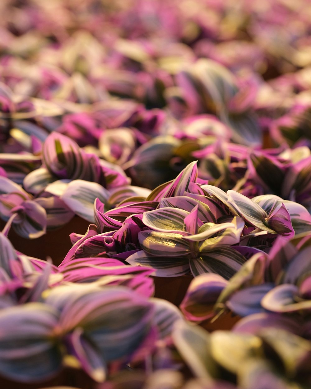 a bunch of purple flowers that are on a table