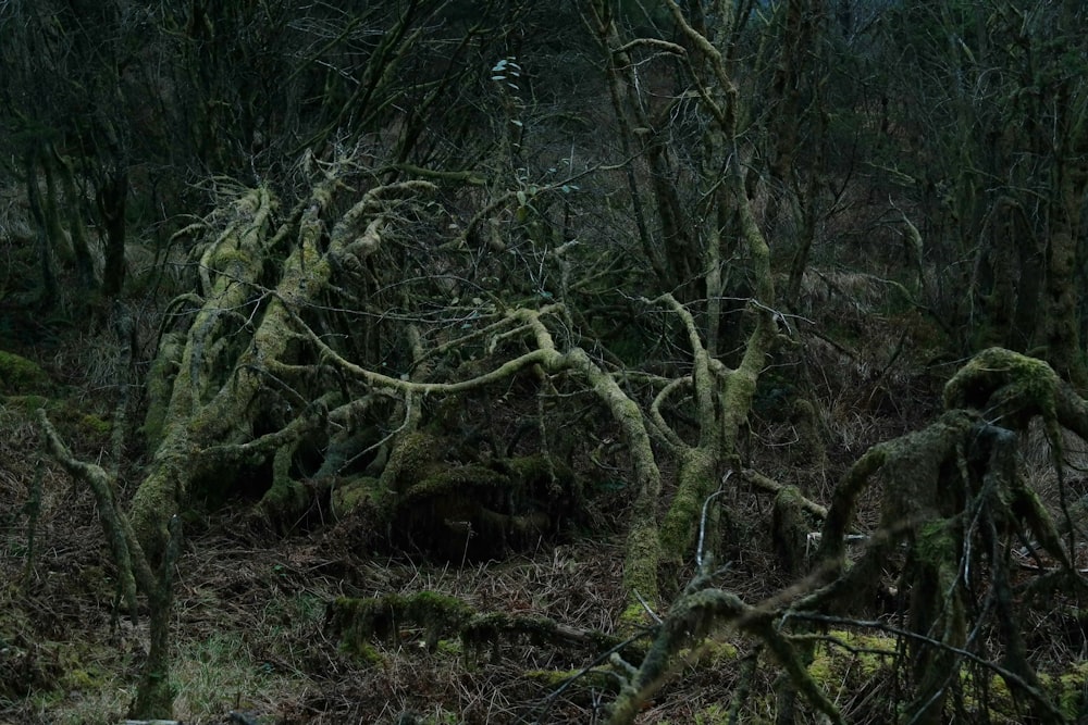 a group of trees covered in moss in a forest