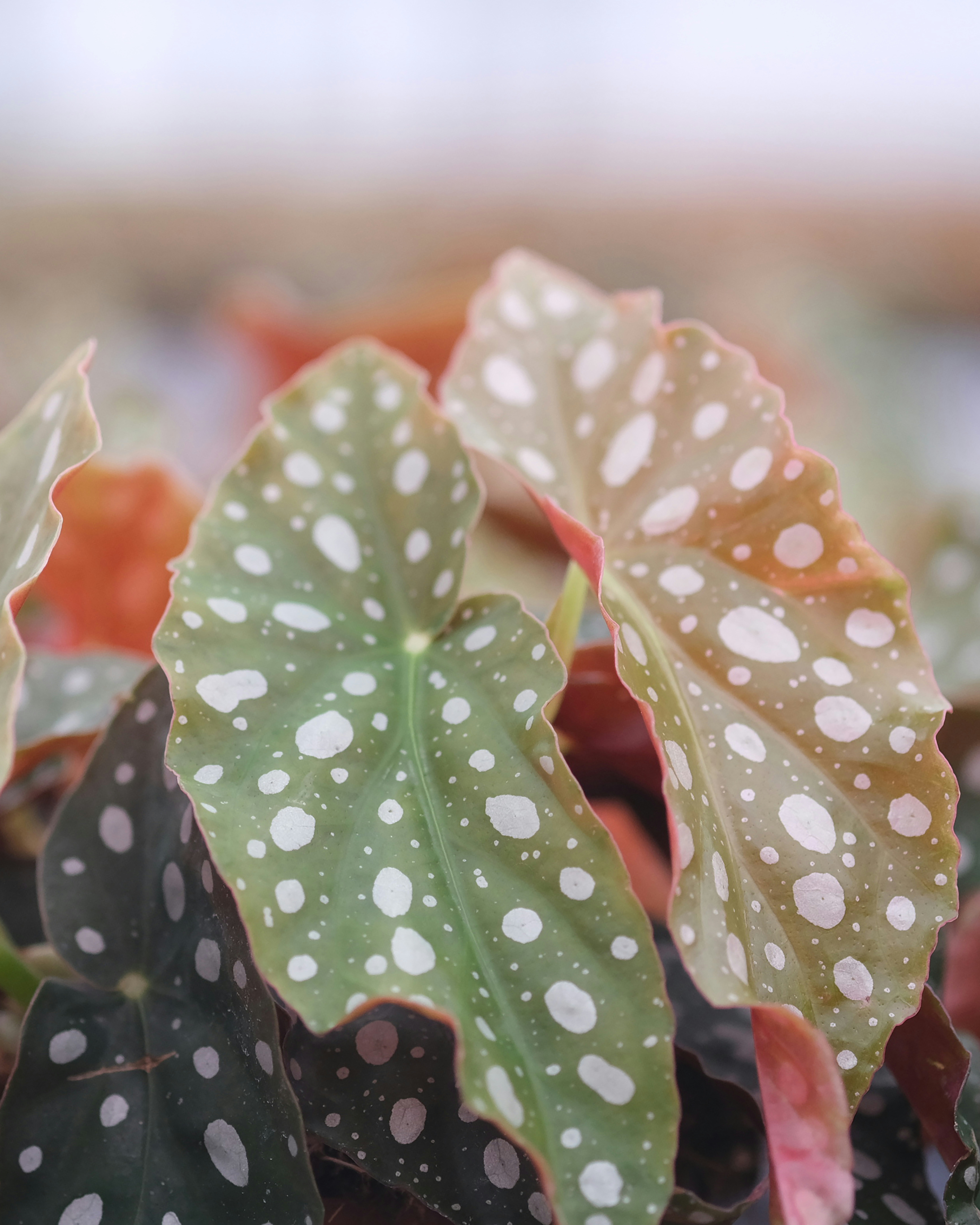 a close up of a green leaf with white dots