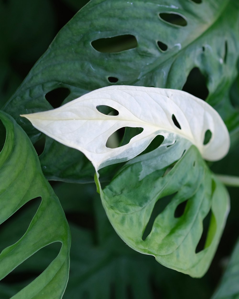 a large green leaf with holes in it