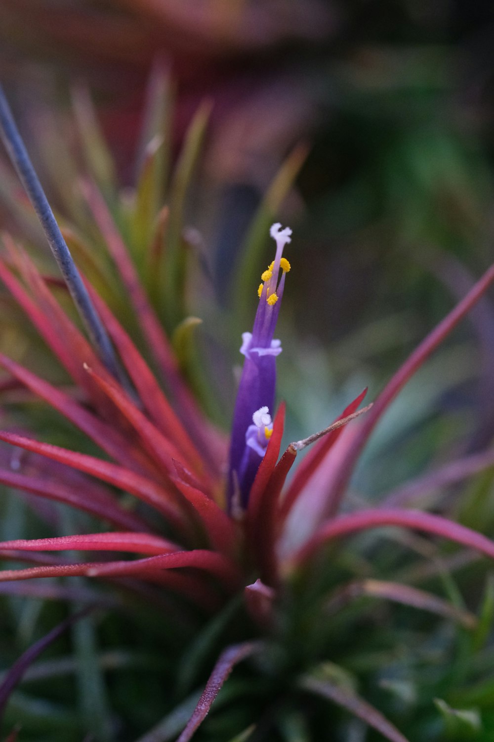 a close up of a small purple flower