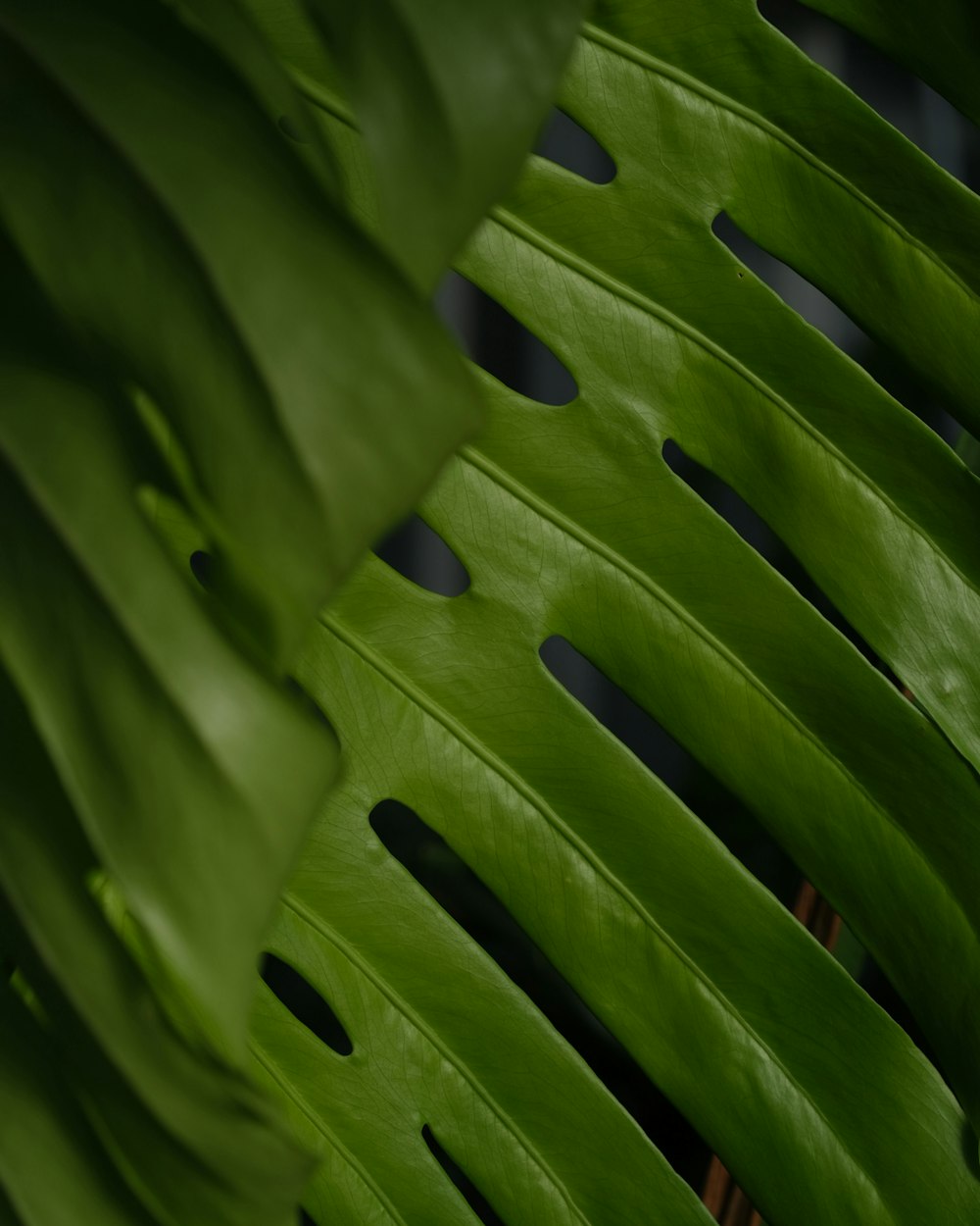 a close up of a large green leaf