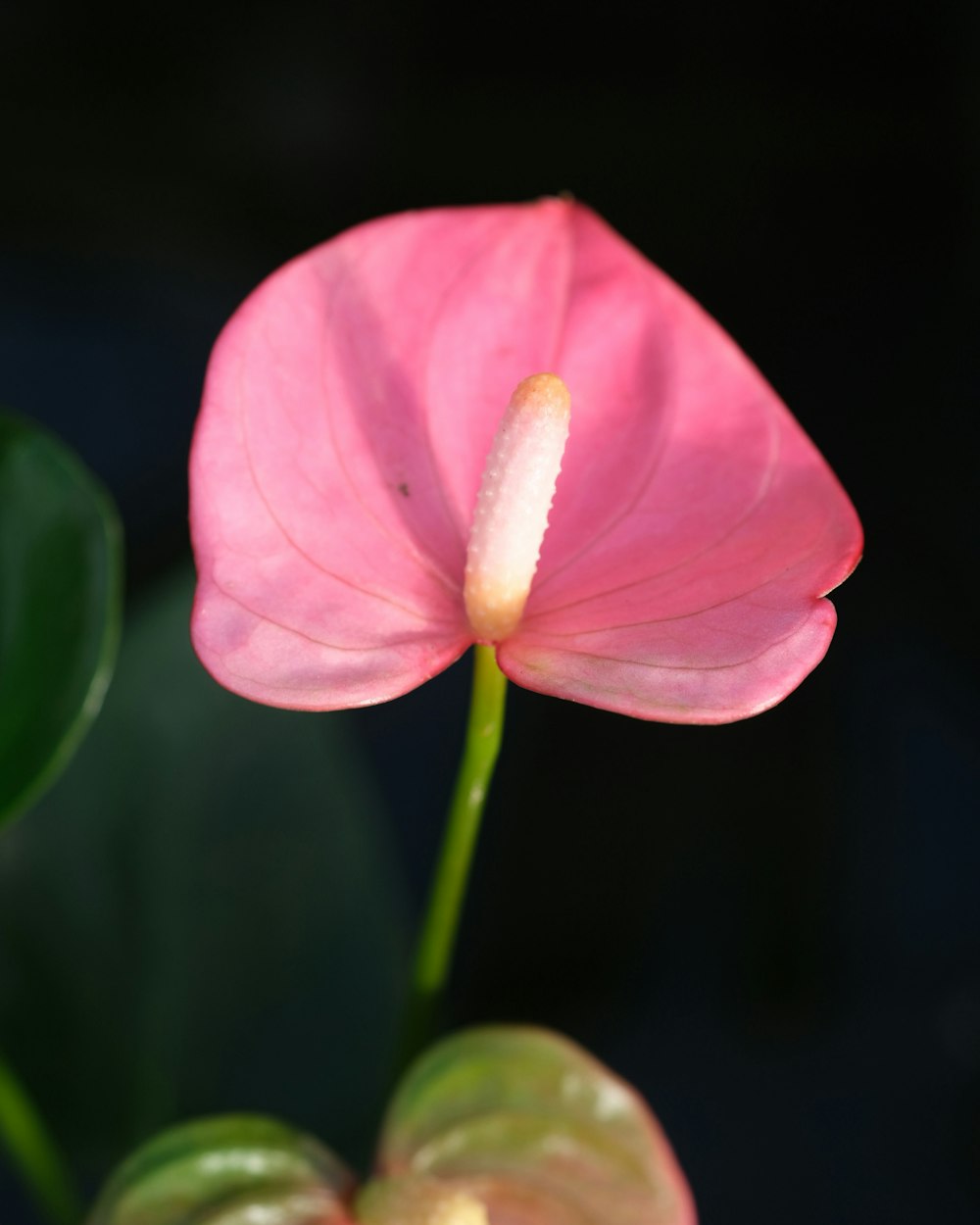 a close up of a pink flower with green leaves