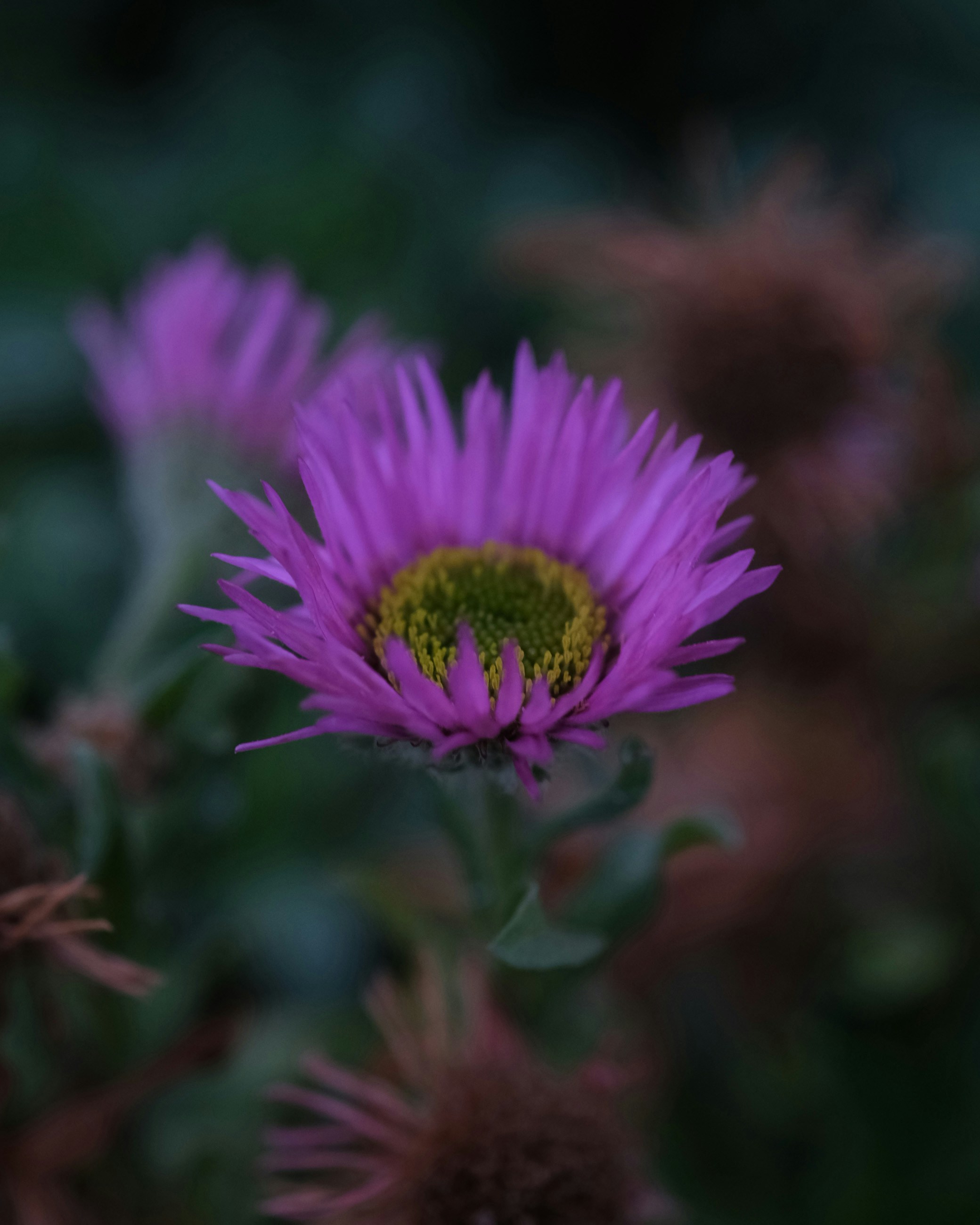 Photo by feeypflanzen