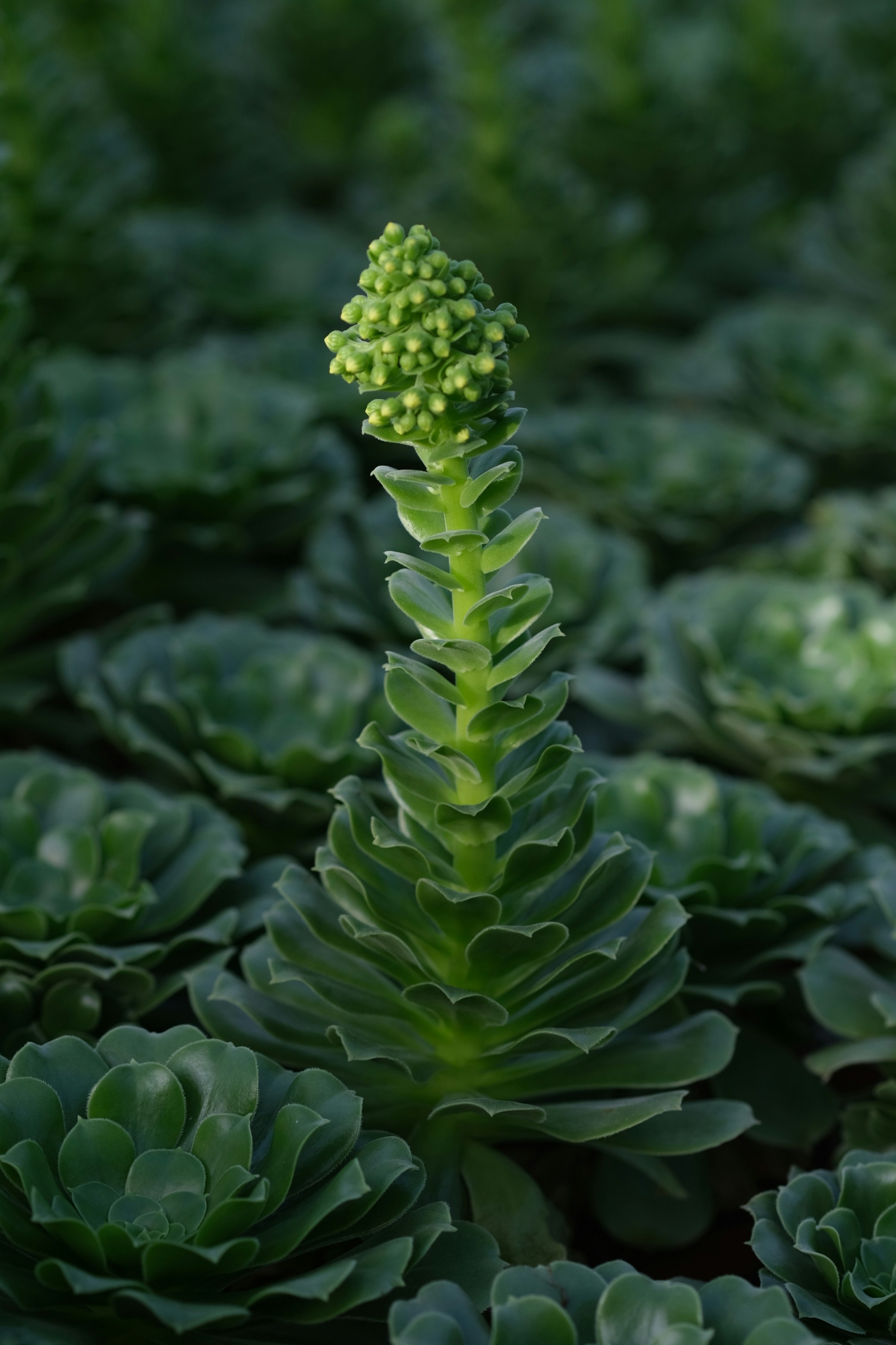 a close up of a green plant with leaves