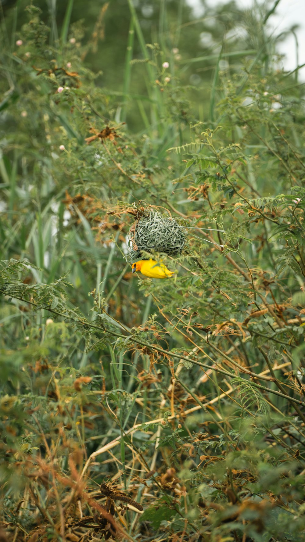 a bird sitting on top of a yellow flower in a field