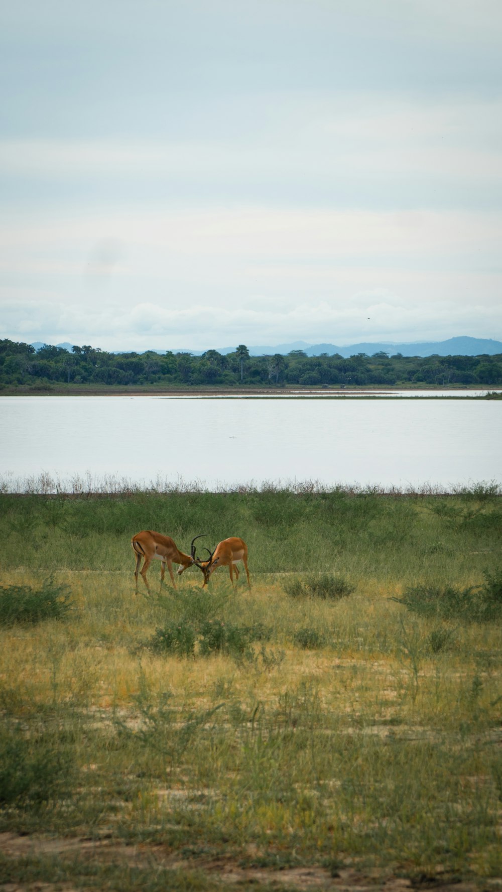 a couple of deer standing on top of a lush green field