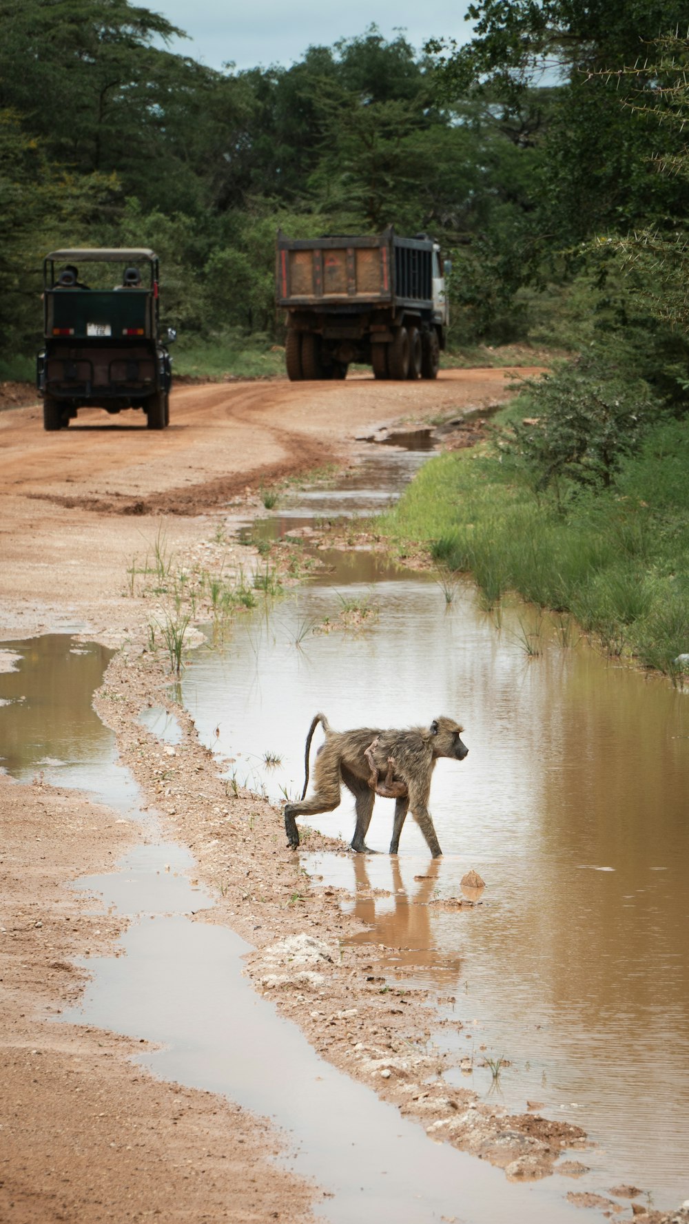 a baby monkey walking across a muddy road