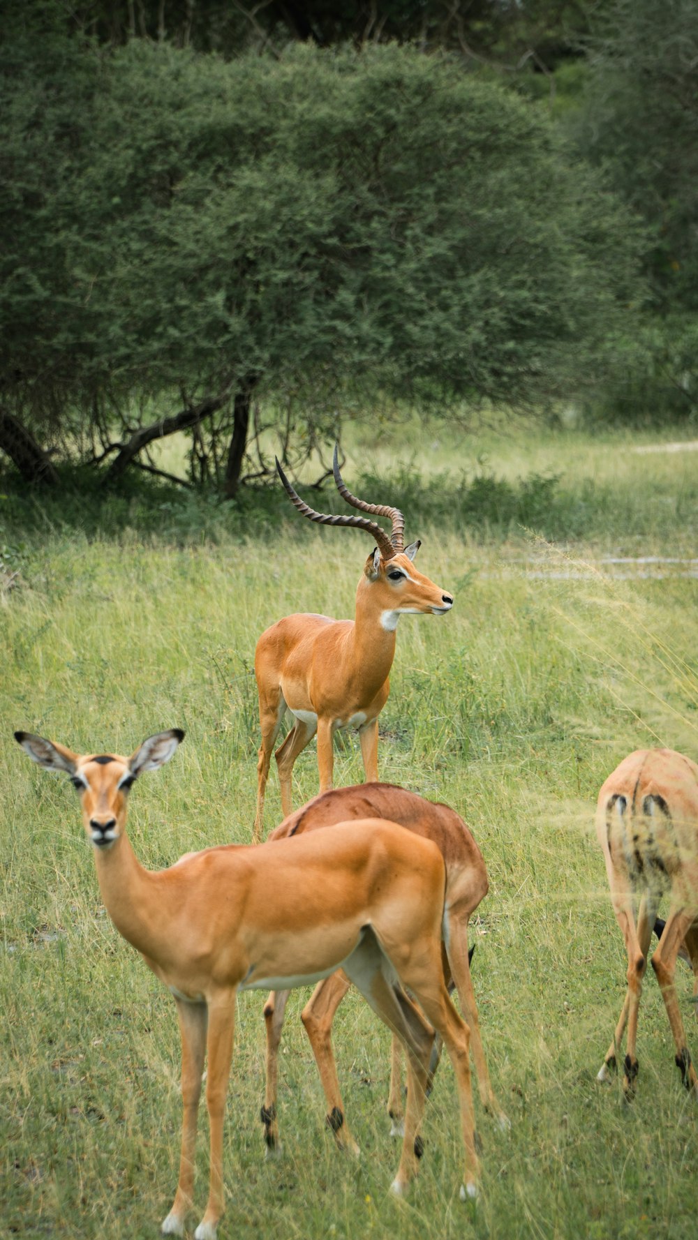 a herd of deer standing on top of a lush green field