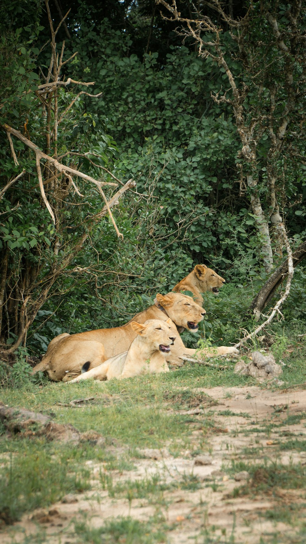 three lions laying down in the grass in front of some trees