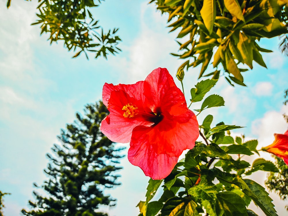 a large red flower sitting on top of a lush green tree