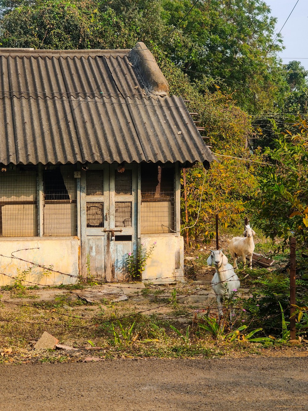 a horse standing in front of a building