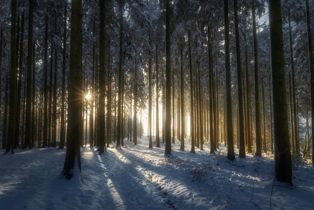 the sun shines through the trees in a snowy forest