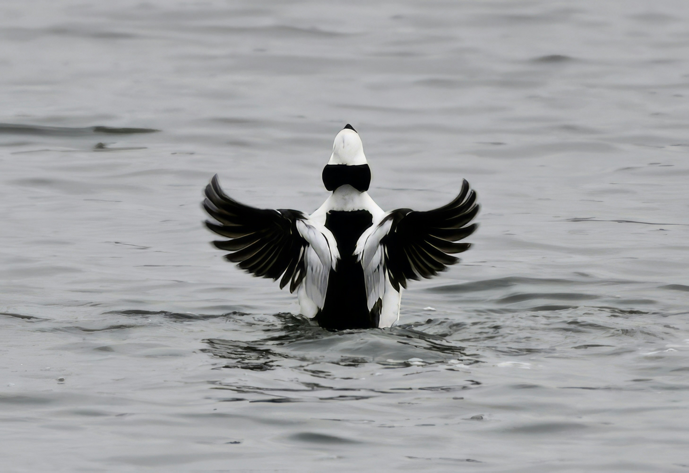 un uccello bianco e nero con le ali spiegate nell'acqua