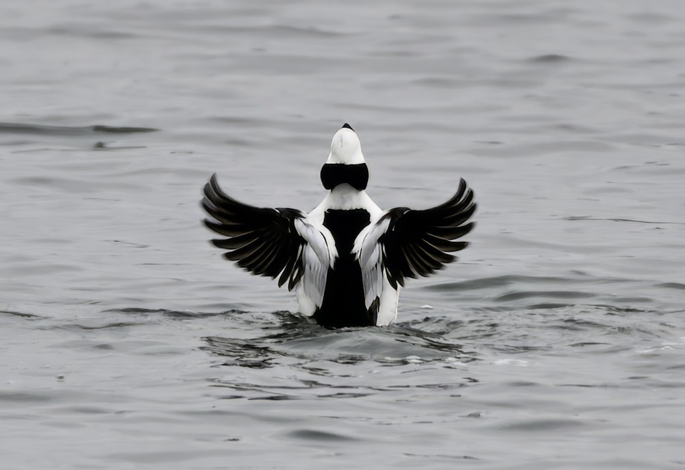 a black and white bird with its wings spread out in the water
