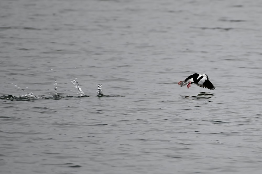 a black and white bird flying over a body of water