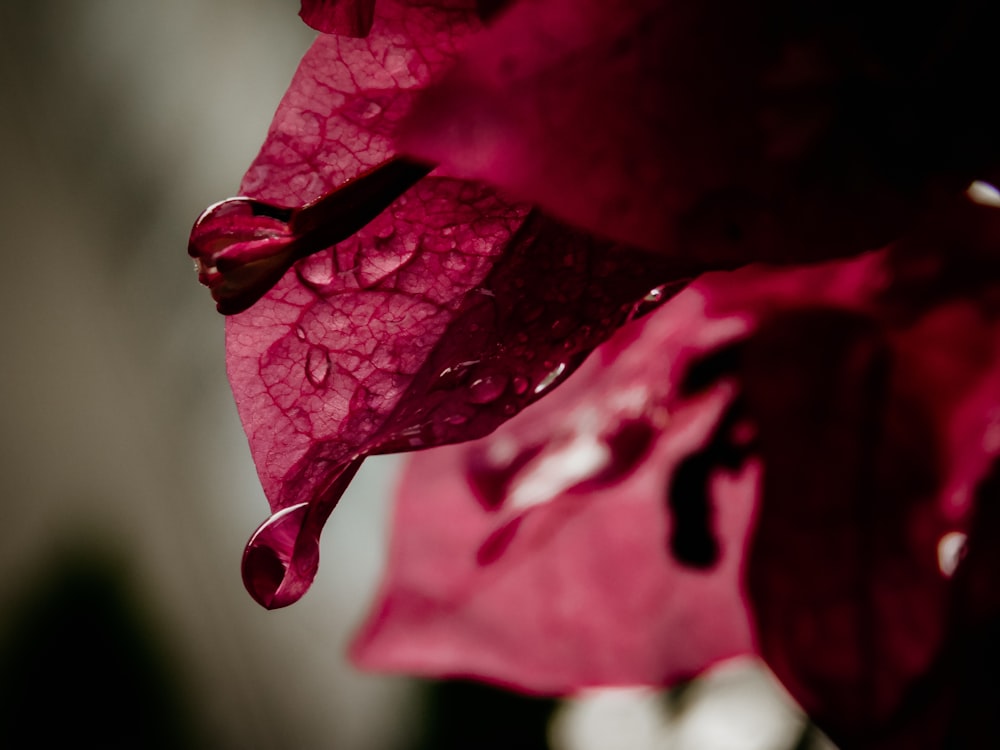 a close up of a pink flower with drops of water on it