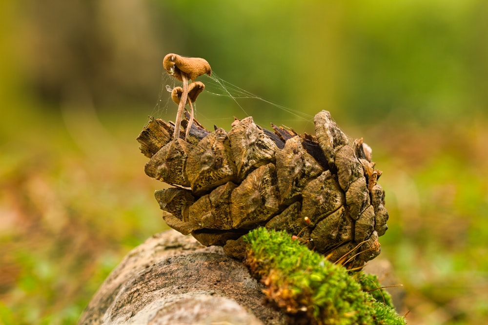 a couple of pine cones sitting on top of a log