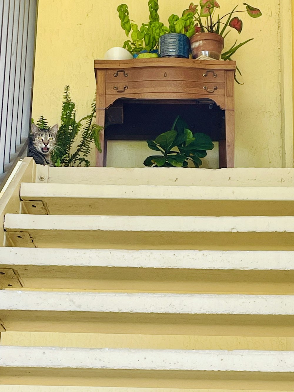a cat sitting on the steps of a set of stairs