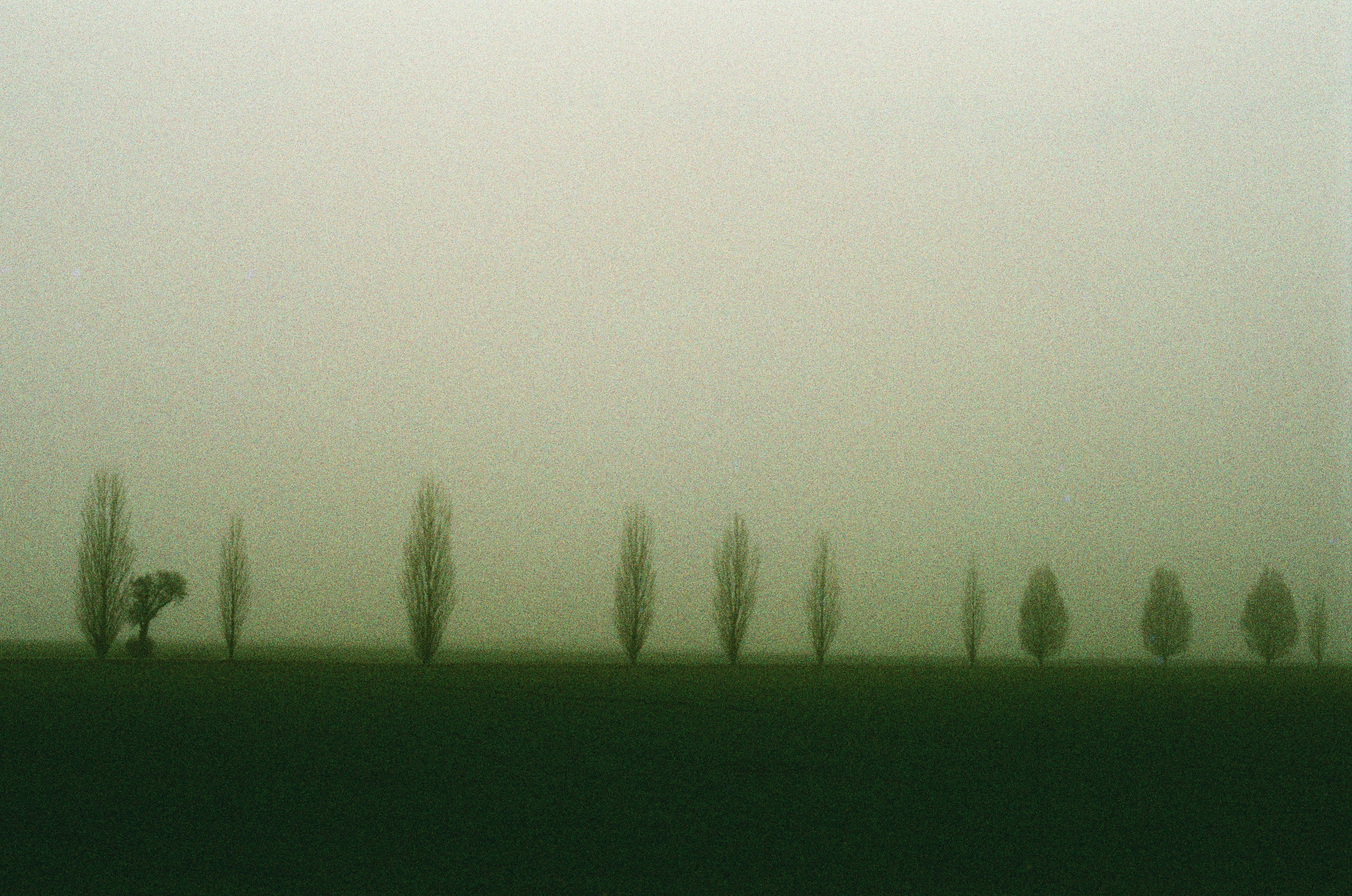 a foggy field with trees in the distance