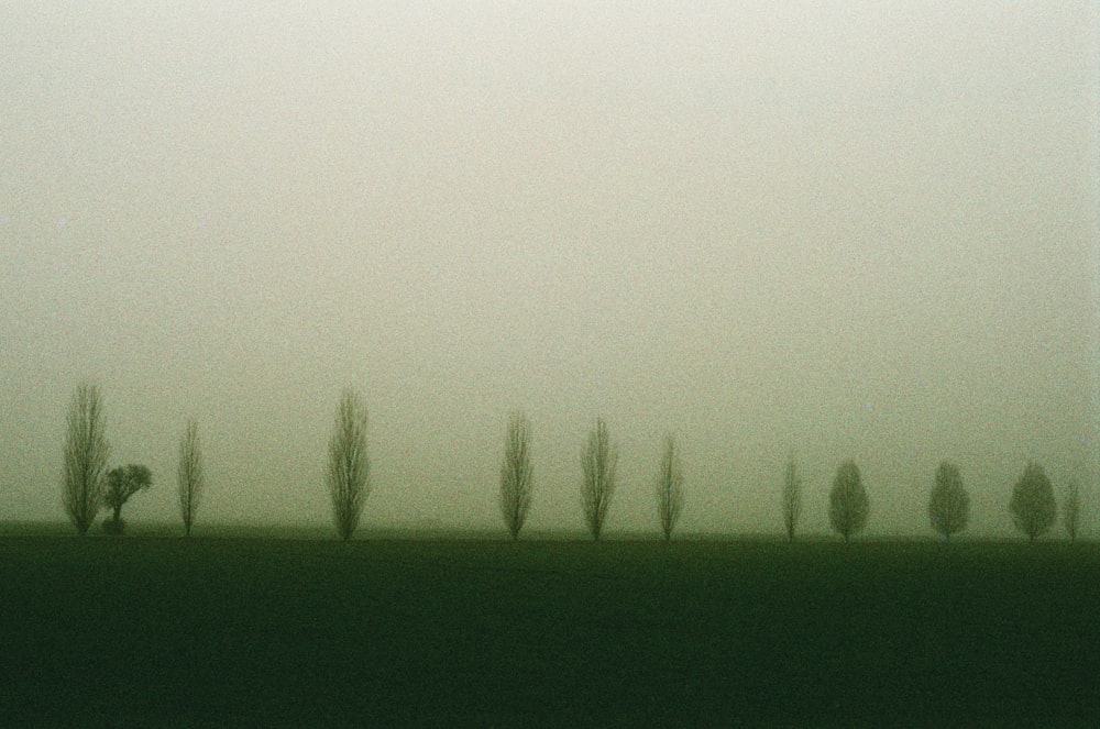 un champ brumeux avec des arbres au loin