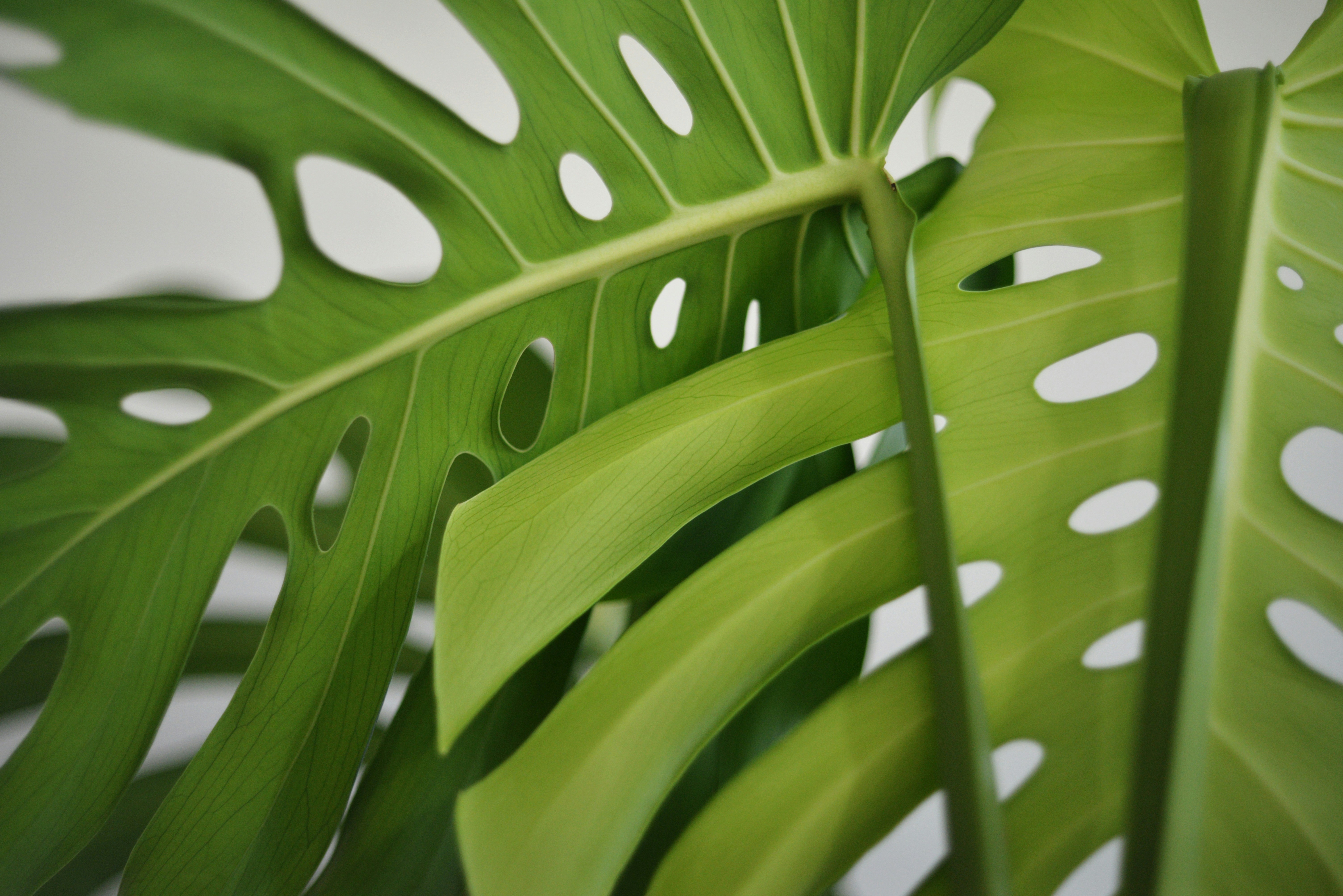 大きな緑色の穴あきモンステラの葉のクローズアップ。の写真